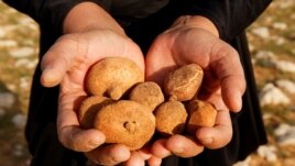 A handful of truffles found in the desert in Samawa, Iraq, February 23, 2021. (Reuters Photo/Alaa Al-Marjani)