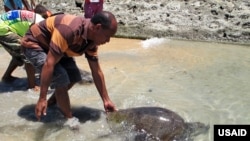 Timor-Leste community members care for turtles as part of a USAID program. 