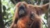 New Orangutan Species Discovered in Indonesia