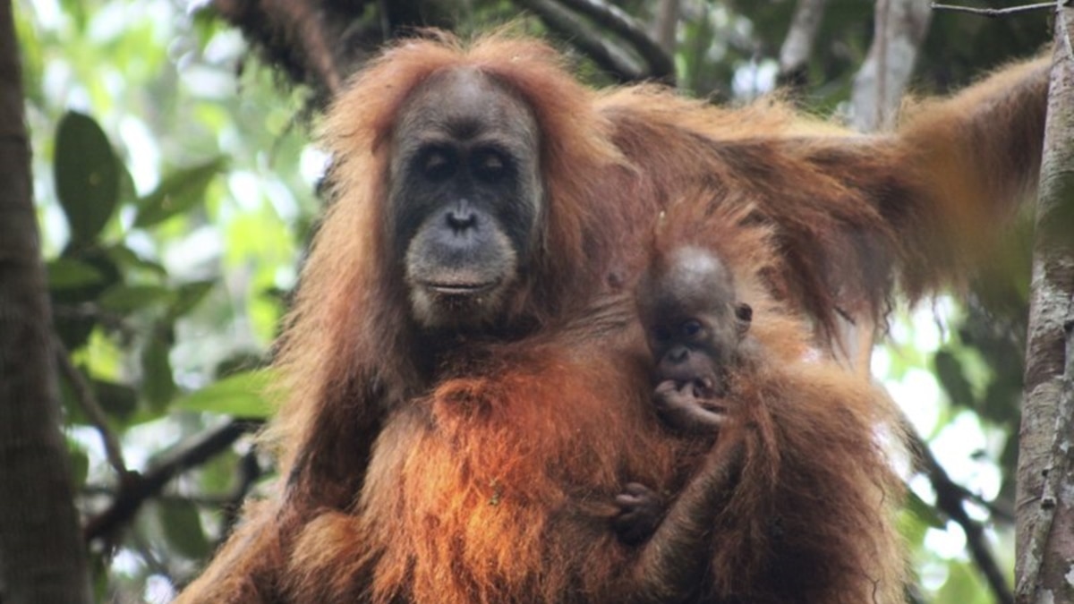 beaten orangutan