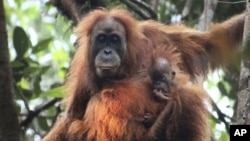 This undated photo released by the Sumatran Orangutan Conservation Programme shows a Tapanuli orangutan with its baby in Batang Toru Ecosystem in Tapanuli, North Sumatra, Indonesia. (James Askew/Sumatran Orangutan Conservation Programme via AP)