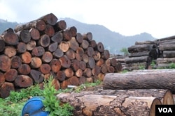 云南片马口岸旁边堆积的木材，照片中显示的只是其中极少的一部分。（美国之音朱诺拍摄，2014年5月7日）