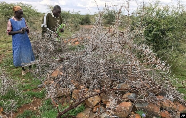 Small-scale farmer Emuria Lorere, 54, and his sister Nashesh Lorere, 43, left, visit the grave of his brother Emathe Nangula who was killed by armed herders who also stole his goats and sheep, in Laikipia, Kenya, July 27, 2017.