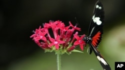 A Heliconius Charitonius is seen in the butterfly exhibit at the National Biodiversity Park near Heredia, Costa Rica (File Photo)