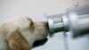 Thailand Manfaatkan Anjing untuk Lacak COVID-19