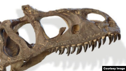 Dinosaur Skeleton of Possible New Species Sells for $2.3 Million