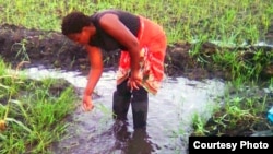 Malawi farmer Rose Chisowa inspects the possible presence of army worms in her rice field after she sprayed it with pesticides. (Photo courtesy of Rose Chisowa)