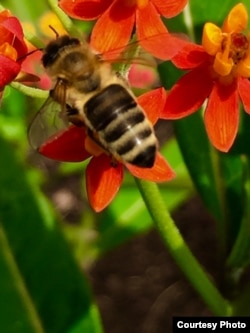 Honeybees also visit the tropical milkweed plants. (Photo: B. Dennee)