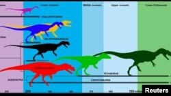 A simplified evolutionary tree of predatory dinosaurs showing the time period in which Saltriovenator existed.