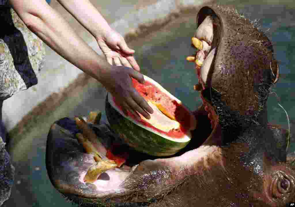 Prizor iz beogradskog zoološkog vrta - nilski konj, na temperaturi od 38 stepeni, i u nešto hladnijoj vodi, kao da zna da sa lubenicom slijedi i dobro došlo osvježenje.