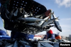 A fisherman unloads sardines at the port in Matosinhos, Portugal, May 28, 2018.