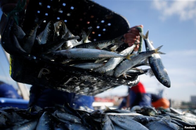 A fisherman unloads sardines at the port in Matosinhos, Portugal, May 28, 2018.