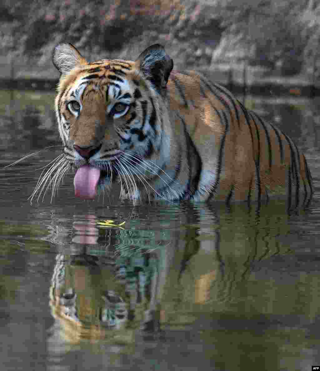 تصویری از ببر بنگال در حال آب خوردن در یک باغ وحش در هند &nbsp;