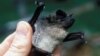 Study Reveals Secrets Behind Bats' Upside-Down Flight Landings 