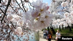 FILE - People walk among the famed cherry blossoms along the Tidal Basin in Washington, April 9, 2014. 