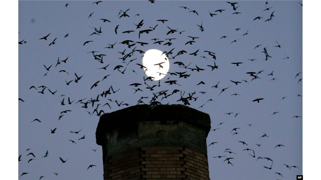 FILE - A multitude of migratory Vaux's Swifts flock to roost for the night inside a large, brick chimney at Chapman Elementary School in Portland, Oregon, Sept. 13, 2016.