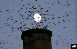 FILE - A multitude of migratory Vaux's Swifts flock to roost for the night inside a large, brick chimney at Chapman Elementary School in Portland, Oregon, Sept. 13, 2016.