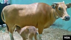 Induk Sapi Bali bernama Delta, bersama anak Sapi hasil kawin silang dengan banteng Jawa yang baru lahir.