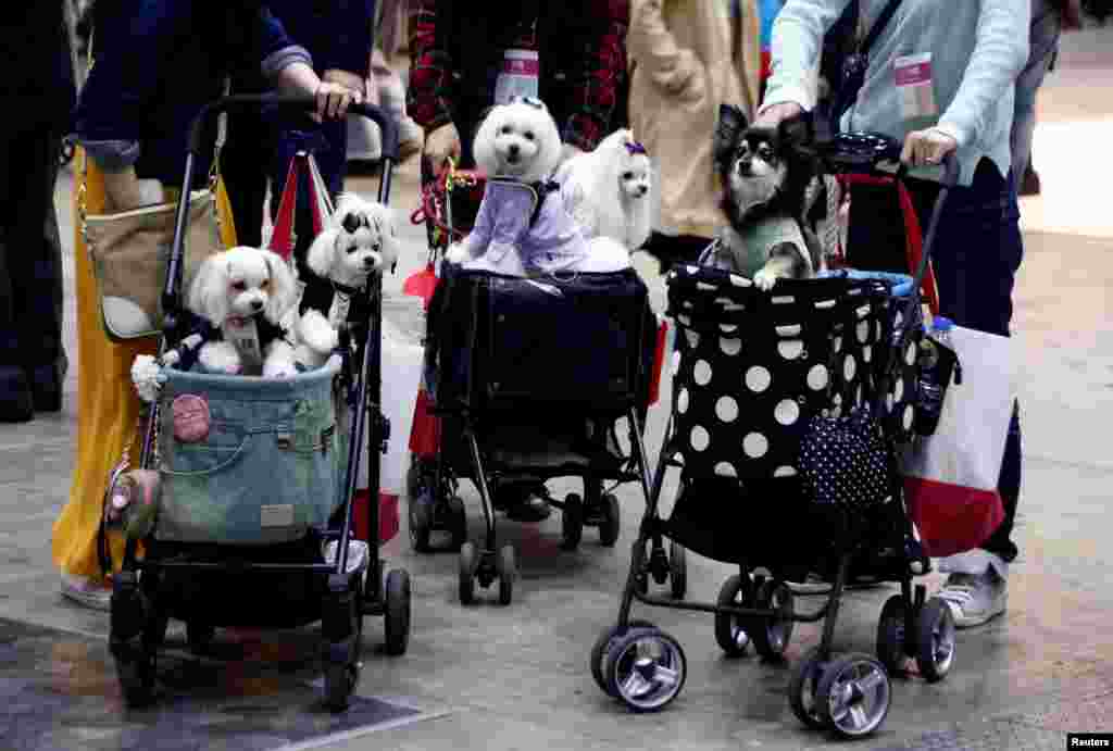Para turis membawa anjing-anjing mereka dengan kereta bayi di Tokyo, Jepang.