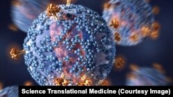 An early clinical trial shows that passive immunization with an HIV-1 neutralizing antibody can help lower the amount of virus in the blood of an HIV-1-infected subject.