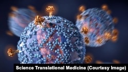 FILE - An early clinical trial shows that passive immunization with an HIV-1 neutralizing antibody can help lower the amount of virus in the blood of an HIV-1-infected subject.