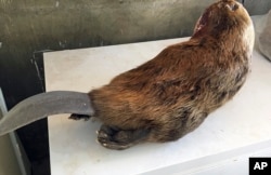 In this Thursday, March 28, 2019 photo, a beaver is seen in a freezer at the Arizona Game and Fish Department offices in Pinetop, Ariz. Arizona wildlife officials are on the lookout for bear, bison, badger and other carcasses for Native Americans.
