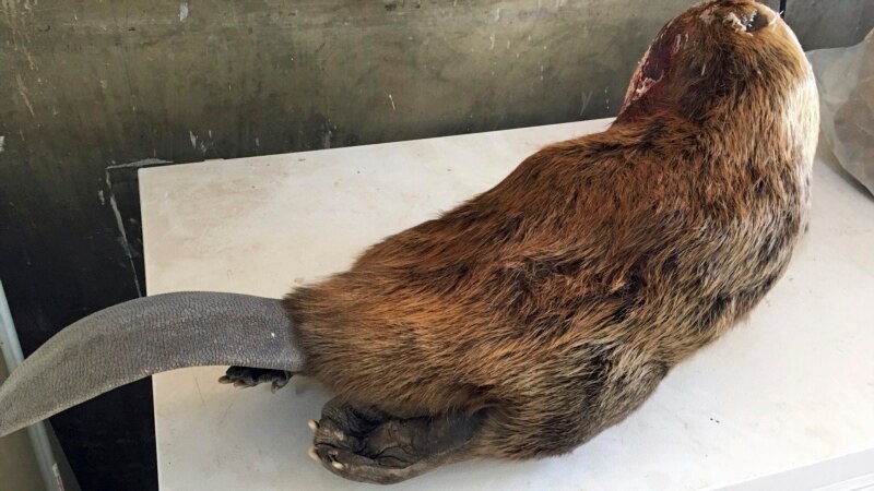 Is It Good to Be an ‘Eager Beaver?’