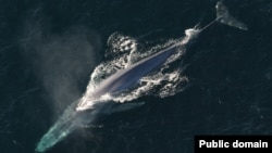 Blue whales are the largest creature to ever have lived on earth. They are from the baleen whale family; their mouths contain baleen rather than teeth.