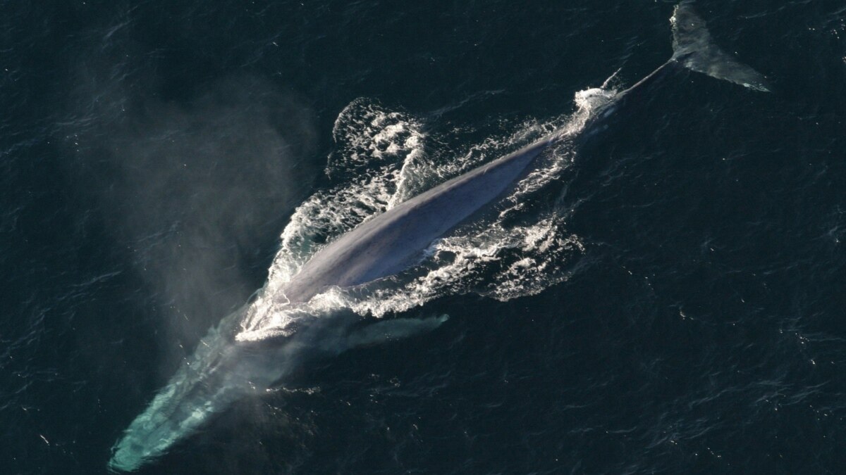 Quiz - Scientists Get First-Ever Measure of Blue Whale Heart Rate