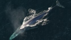 Quiz - Scientists Get First-Ever Measure of Blue Whale Heart Rate