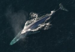 Blue whales are the largest creature to ever have lived on earth.