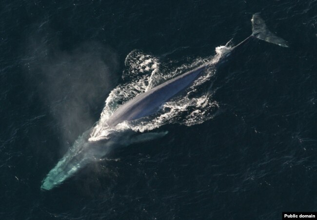 Blue whales are the largest creature to ever have lived on earth.