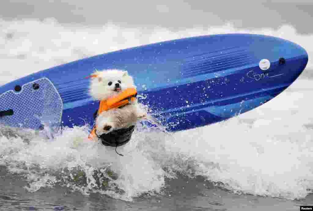 An American Eskimo named Ziggy crashes on a wave during the small dog competition of the 10th annual Petco Unleashed surf dog contest at Imperial Beach, California, US, Aug. 1, 2015.