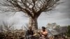 Le fruit du baobab, au bonheur des dames en Afrique du Sud