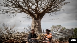 Annah Muvhali, 55 ans, et Cristina Ndou, récolteuses de fruits baobabs, ont récolté des fruits de baobab dans le village de Muswodi Dipeni, dans la province du Limpopo, près de Mutale, le 28 août 2018.