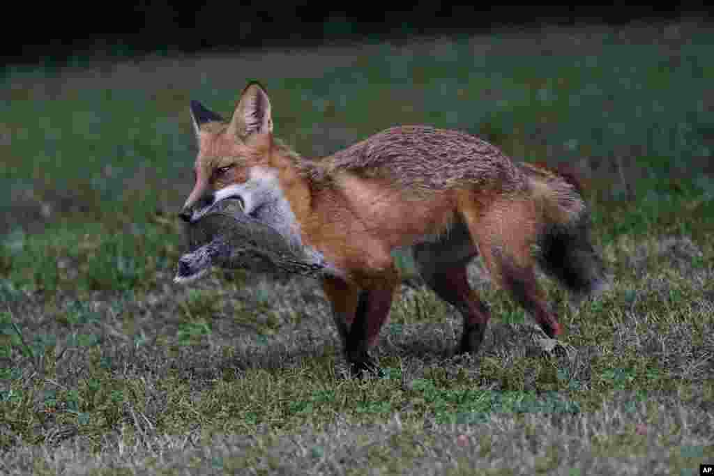 A fox carries a squirrel in Lutherville-Timonium, Maryland.