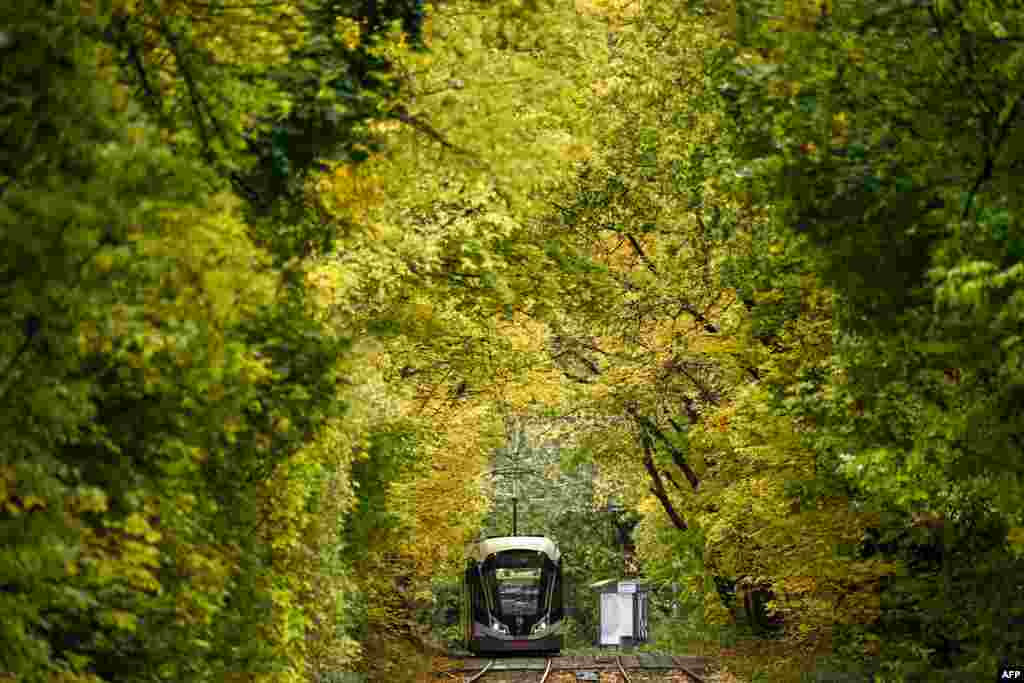 A tram travels through a park on an autumn day in Moscow, Russia.