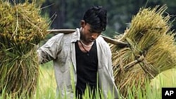 An Assamese farmer carries crops on his shoulder in a paddy field near Gauhati, India in May 2010.