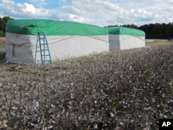 Harvested cotton