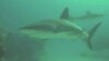 Hawaii Scientists Study Threatened Shark Species