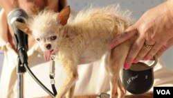 Yoda pesaba menos de un kilo y era una mezcla de chihuahua. En 2011 se consagró como el perro más feo del mundo.