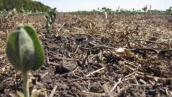 Soybean plants at a drought-affected farm northwest of Buenos Aires. A La Nina condition in the Pacific Ocean has been causing a lack of rain in Argentina, one of the largest exporters of food products.