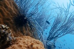 Ikan berenang di atas karang dan landak laut di Alhambra Rock, area menyelam populer di Teluk Thailand, di lepas pantai provinsi Rayong, 23 Oktober 2020. (Foto: Romeo GACAD/AFP)