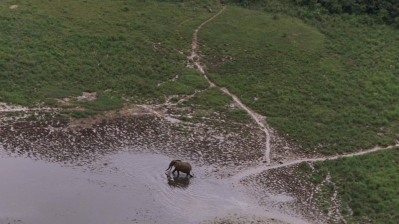 Avec 95 000 têtes, le Gabon est le dernier bastion des éléphants de forêt au monde