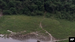 Un éléphant solitaire broute une clairière dans la forêt tropicale de la réserve de Lope, au Gabon, 4 juillet 2001.