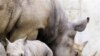 Nam Phi cấm người Việt Nam săn tê giác
