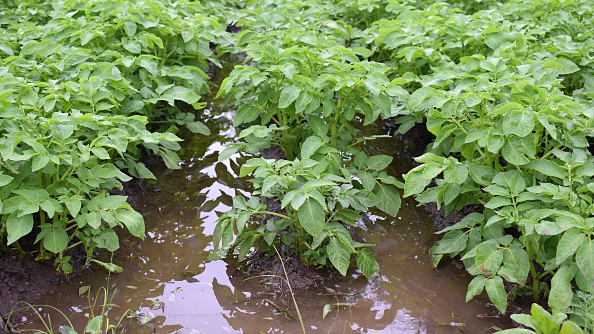 How to Garden When You Have Too Much Water