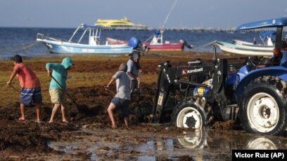 Smelly Seaweed Threatens Mexican Coast Tourism