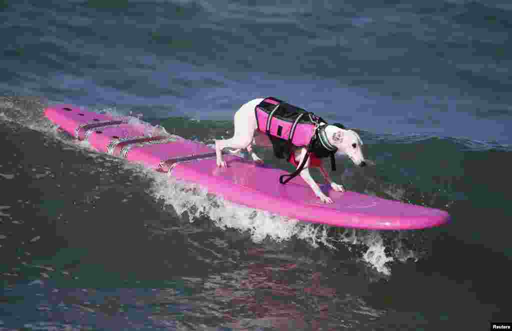 Na sua prancha cor-de-rosa ninguém o pára. Concurso anual de surf para cães, 6ª edição, Huntington Beach, California Set. 28, 2014