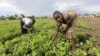 DRC Cuts Budget for Agriculture